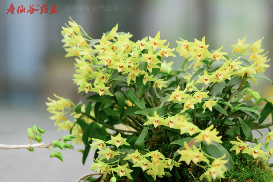 浙江尊龙凯时人生就是博医药股份有限公司